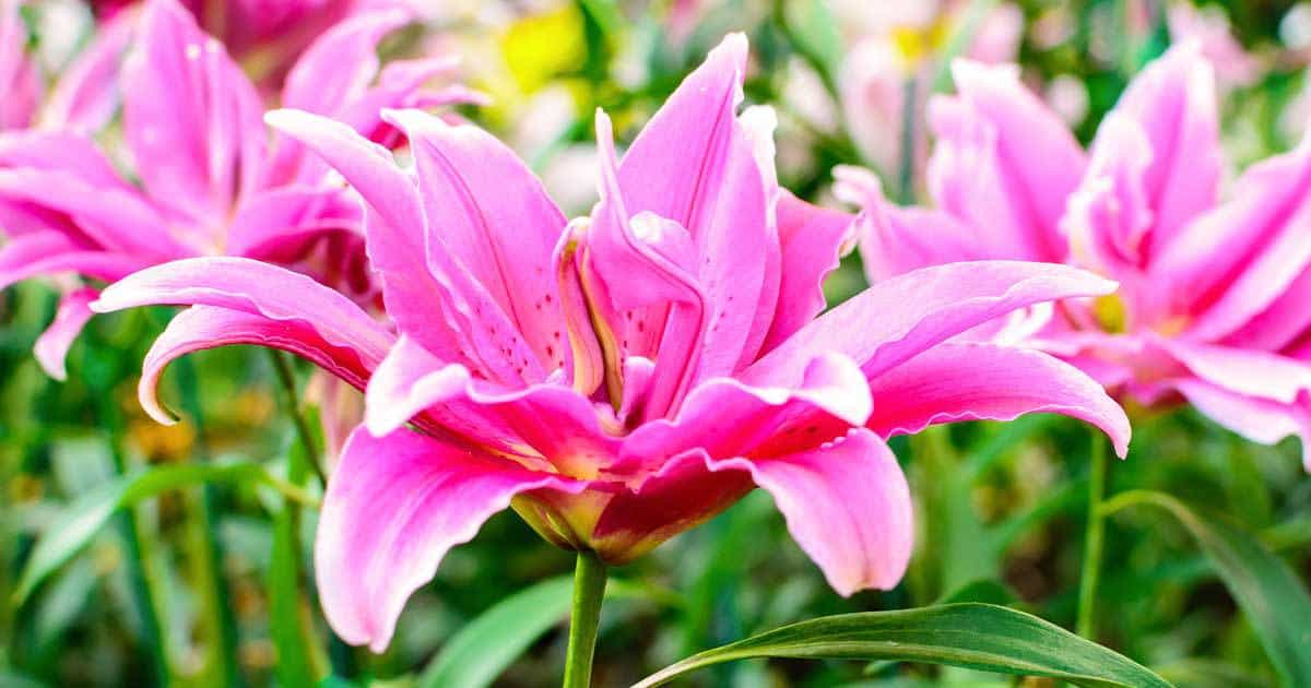 Lilies, both Asian and from the Orient